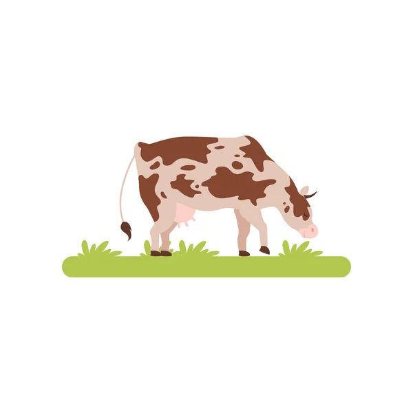Spotting cow grazing in green meadow vector Illustration on a white background — Stock Vector