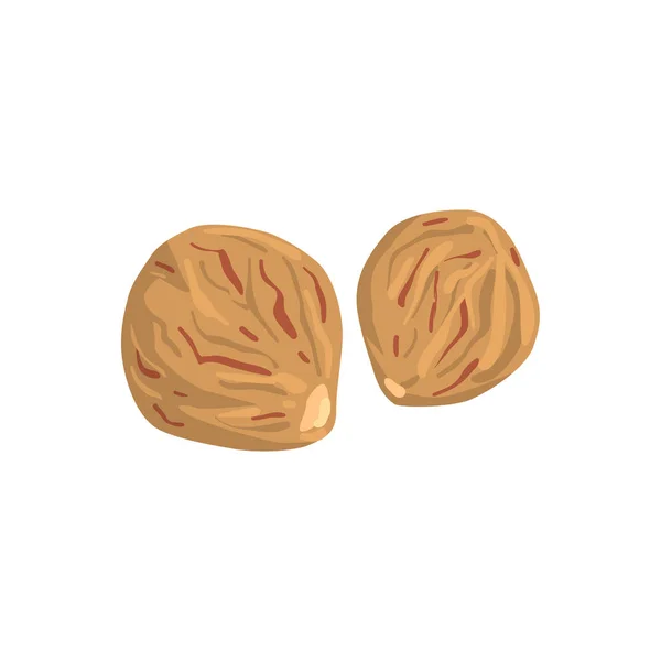 ナツメグのナット、白地に栄養価の高い天然物ベクトル図 — ストックベクタ