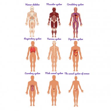 Farklı insan organ sistem kümesi, kas, dolaşım, solunum, gergin, sindirim, boşaltım, cinsel sistemleri, insan vücudu anatomisi vektör çizimler