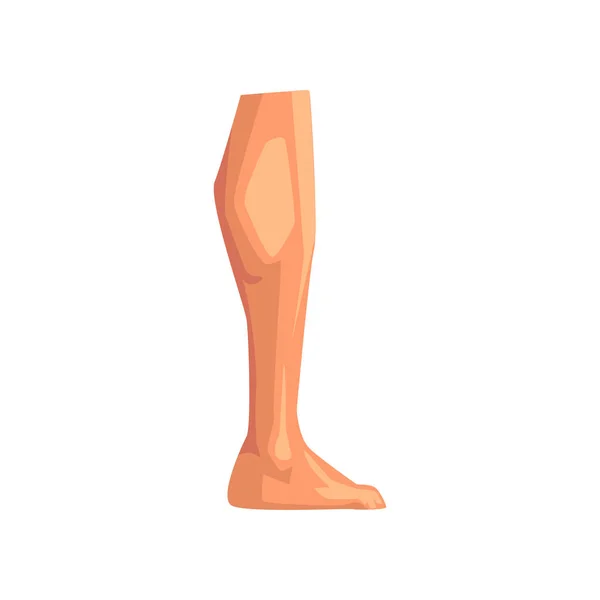 Leg, male body part vector Illustration on a white background — Stock Vector
