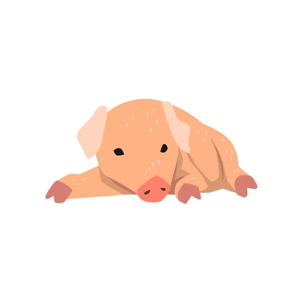 Mignon dessin animé petit cochon couché sur le vecteur de sol Illustration sur un fond blanc — Image vectorielle