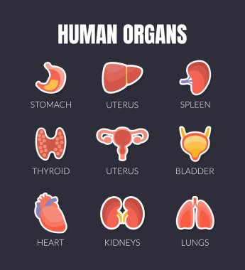 İç organlar, mide, rahim, dalak, tiroid, mesane, kalp, böbrekler, akciğerler, karaciğer, sağlık ve tıbbi vektör ilülasyonu ile İnsan Organları Banner Şablonu