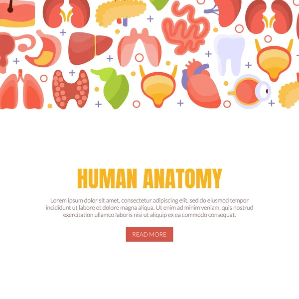 Lidská anatomie Přistávací stránka šablona s vnitřními orgány, Zdravotní péče a lékařské vektorové ilustrace — Stockový vektor