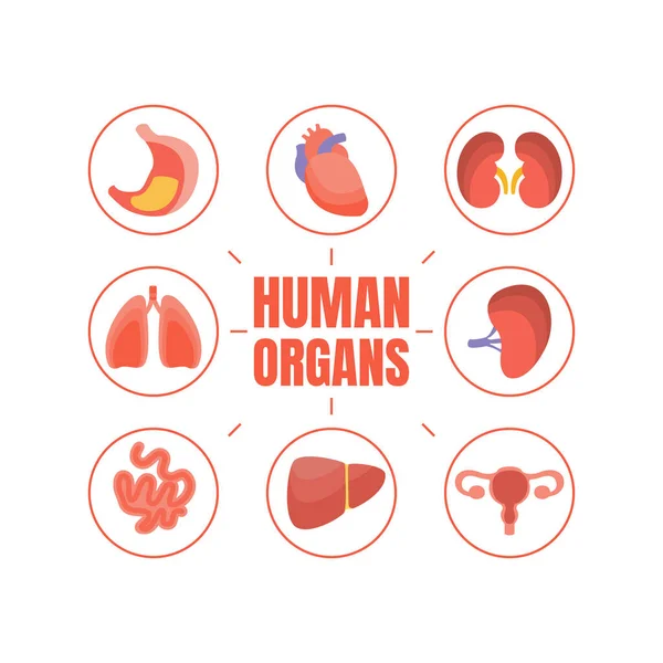 Modello di banner per organi umani con organi interni, assistenza sanitaria e illustrazione vettoriale medica — Vettoriale Stock