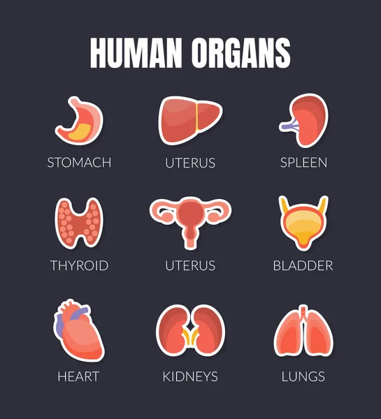 Modello di banner per organi umani con organi interni, stomaco, utero, milza, tiroide, vescica, cuore, reni, polmoni, fegato, assistenza sanitaria e illustrazione vettoriale medica — Vettoriale Stock