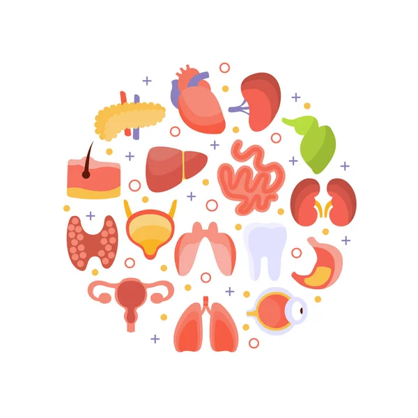 Organi interni umani di forma rotonda, assistenza sanitaria e illustrazione vettoriale medica — Vettoriale Stock