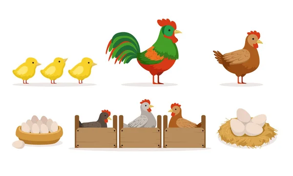 Baromfitenyésztés tyúkokkal a ládákban, kakas, tojás és csirke vektor illusztráció készlet elszigetelt fehér alapon — Stock Vector