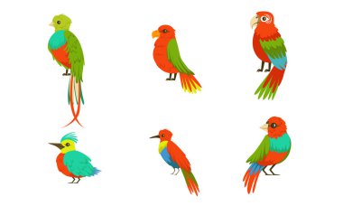 Parlak Renkli Renkli Renk Vektörü Resmetme Çizgi Filmi Karakteri Olan Farklı Kuşlar