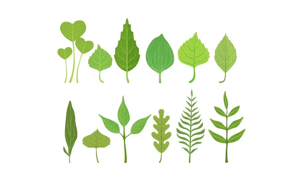 Groene Bladeren Vectorset. Biologische plantaardige elementen — Stockvector