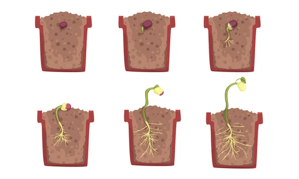 Fases de germinación de semillas de frijol con una maceta. Ilustración vectorial . — Archivo Imágenes Vectoriales