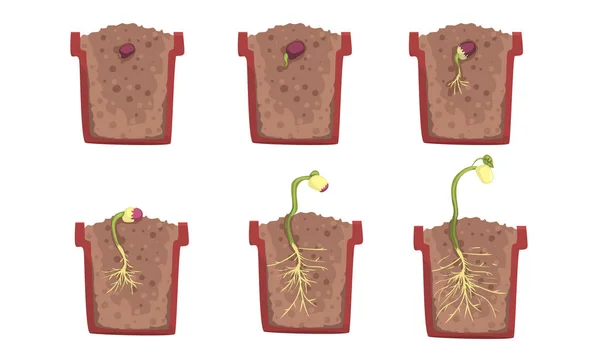 豆の種子の発芽段階は鍋で。ベクターイラスト. — ストックベクタ