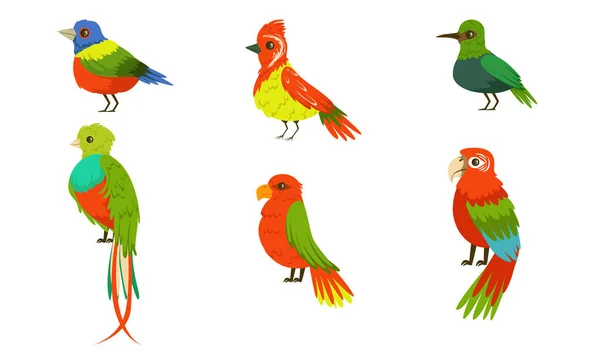 Colección de aves tropicales, hermosos pájaros con plumaje coloreado Vector Ilustración — Vector de stock