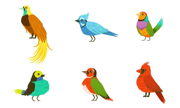 Tropische Vogels Collectie, Mooie Vogels van Verschillende Soorten met Gekleurde Plumage Vector Illustratie — Stockvector