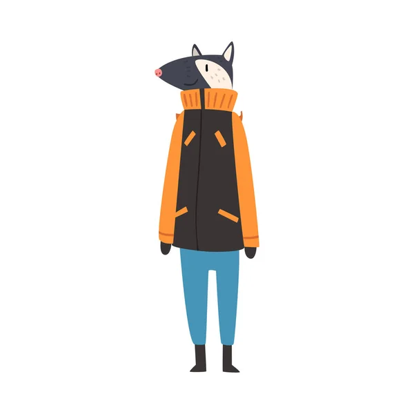 Tejón con ropa abrigada de invierno, Hombre humanizado Bosque Animal Dibujos animados Personaje Vector ilustración — Vector de stock