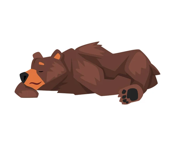 Cute Sleeping Brown Grizzly Bear, Wild Animal Character Cartoon Vector illustration — Stock Vector