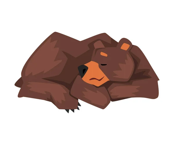 Sleeping Brown Grizzly Bear, Wild Animal Character Lying Cartoon Vector illustration — 스톡 벡터