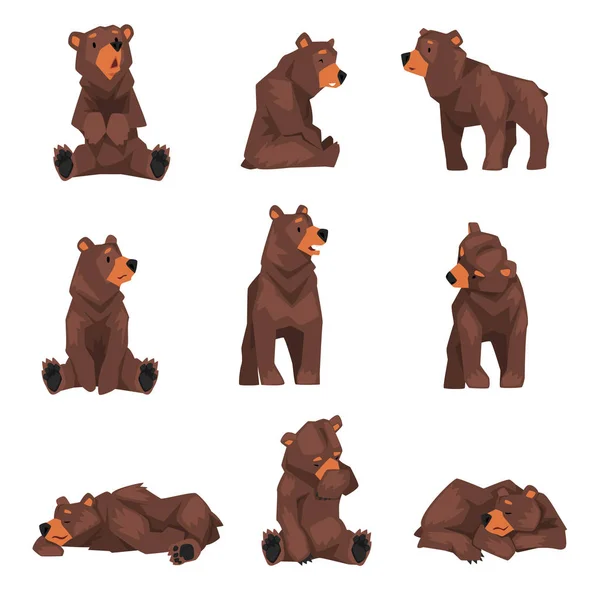 Cute Brown Niedźwiedź Grizzly Collection, Dziki charakter zwierząt w różnych pozach Wektor ilustracji — Wektor stockowy
