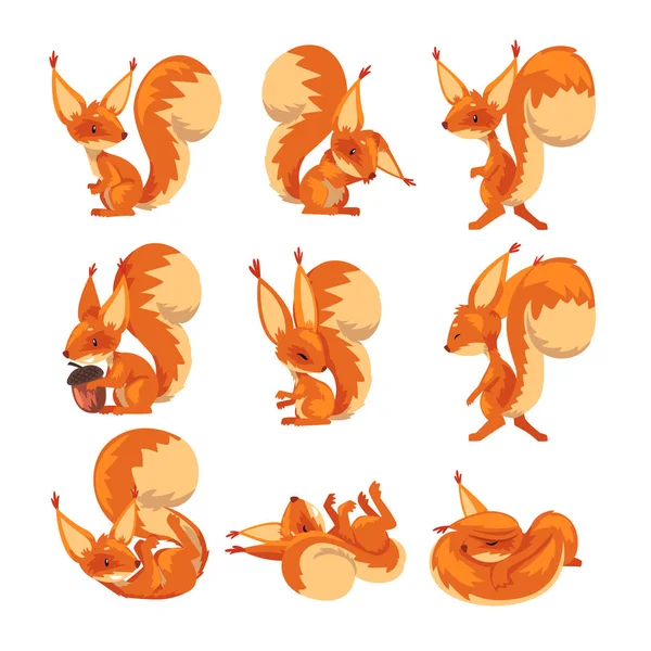 Leuke eekhoorn collectie, Grappig klein knaagdier tekenfilm personage in verschillende houdingen vectorillustratie — Stockvector