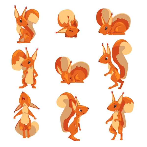 Colección divertida de la ardilla, pequeño personaje divertido de la historieta del animal del roedor en varios poses ilustración del vector — Archivo Imágenes Vectoriales