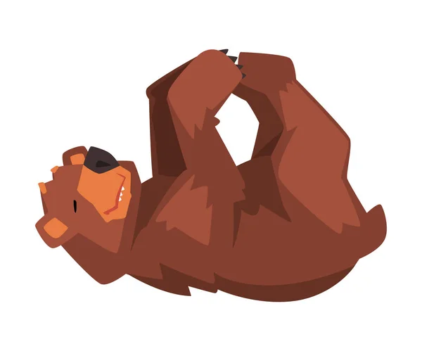 Cute Brown Bear Lying on His Back, Wild Forest Animal Character Cartoon Vector illustration — Stock Vector