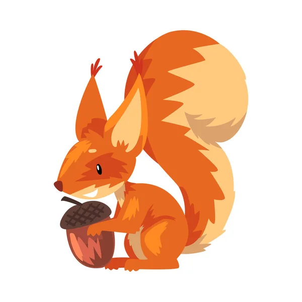 Niedliches Eichhörnchen mit Eichel, lustige kleine orangefarbene Nagetiere Zeichentrickfigur Vektor Illustration — Stockvektor