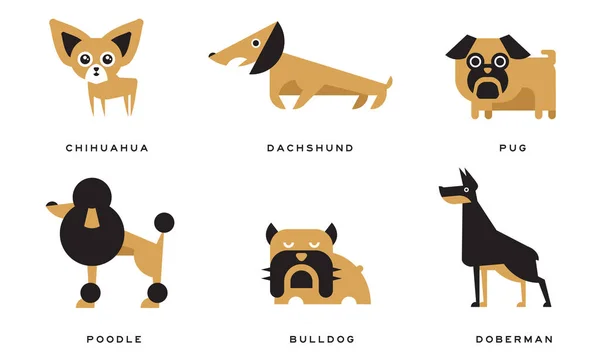 Raças de Cães Coleção, Chihuahua, Dachshund, Pug, Poodle, Bulldog, Doberman Vector Ilustração — Vetor de Stock