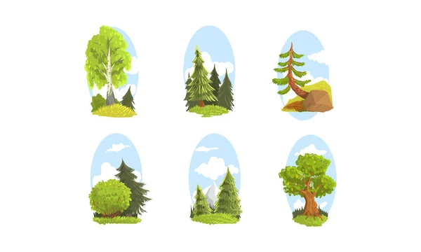 Belas Árvores Verdes Caducifólias e Coníferas, Elementos de Paisagem de Verão Ilustração vetorial — Vetor de Stock