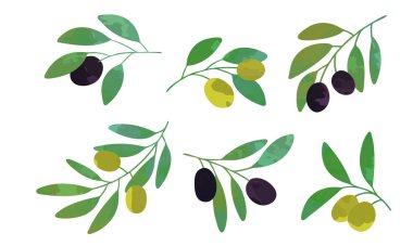 Zeytin Ağacı Koleksiyonu, Eko Sağlıklı Organik Ürün Vektör İllüstrasyonu