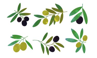 Yeşil ve Siyah Zeytin Koleksiyonlu Zeytin Ağacı Dalları Sağlıklı Organik Ürün Vektör İllüstrasyonu