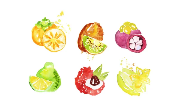 Juicy Ripe Tropical Fruit Collection, Persimmon, Mangosteen, Kiwi, Pomelo, Lychee, Carambola Watercolor Hand Painting Vector Illustration — 스톡 벡터