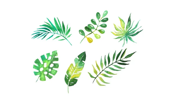 Green Tropical Palm Leaves Collection, Beautiful Exotic Plants Watercolor Hand Drawn Vector Illustration — Stock vektor