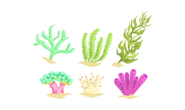 Seaweeds Collection, Aquatic Marine Algae, Underwater Ocean or Sea Plants Vector Illustration — Stock Vector