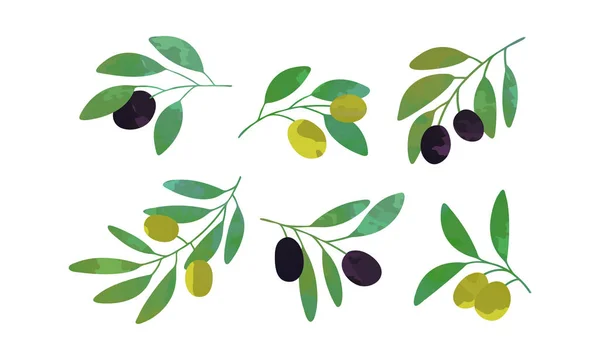 Olivové větve se sbírkou zelených a černých plodů, vektorové ilustrace zdravých organických produktů — Stockový vektor