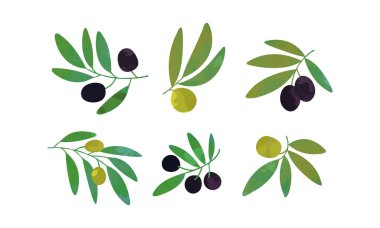 Meyve Koleksiyonlu Yeşil Zeytin Ağacı Dalları, Sağlıklı Organik Ürün Vektör İllüstrasyon Vektörü İllüstrasyonu