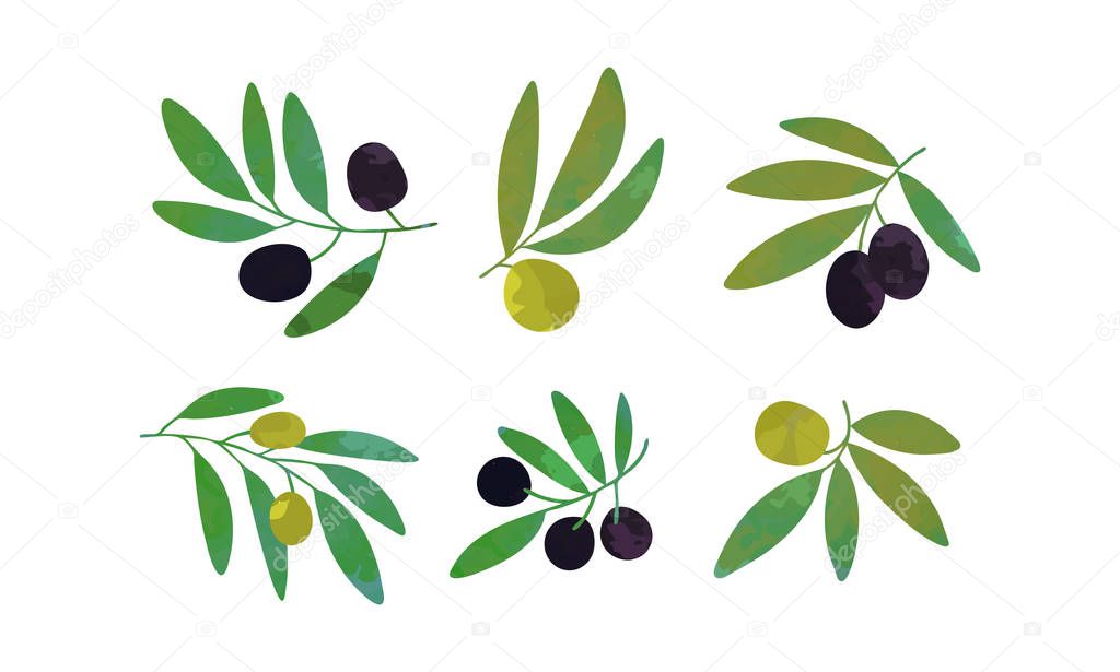 Green Olive Tree Branches with Fruits Collection, Healthy Organic Product Vector Illustration Vector Illustration