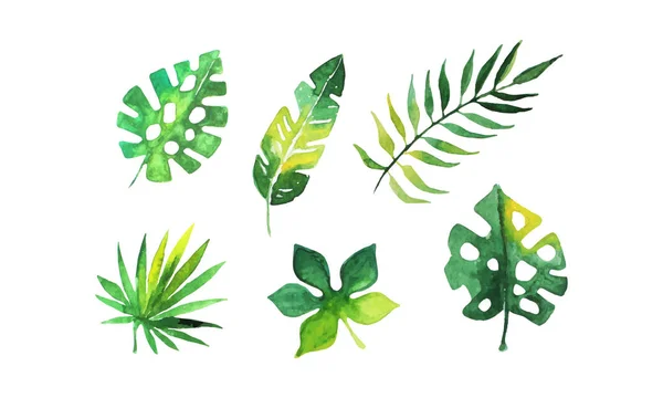 Coleção de folhas tropicais verdes, belas plantas exóticas Watercolor mão desenhada vetor ilustração — Vetor de Stock