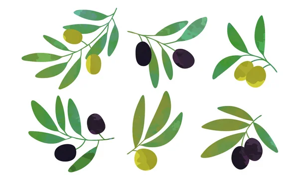 Ветви деревьев с коллекцией зеленых и черных маслин, иллюстрация вектора здорового органического продукта — стоковый вектор