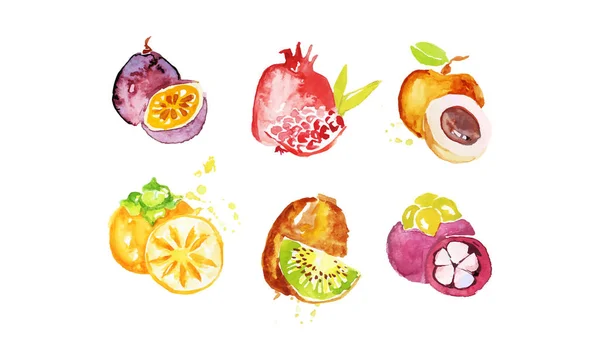 Juicy Ripe Tropical Fruit Collection, Persimmon, Chrysophyllum, Pomegranate, Mangosteen, Peach, Kiwi Watercolor Hand Painting Vector Illustration — 스톡 벡터