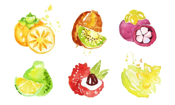 Juicy Ripe Tropical Fruit Collection, Persimmon, Mangosteen, Kiwi, Pomelo, Lychee, Carambola Watercolor Hand Painting Vector Illustration — 스톡 벡터