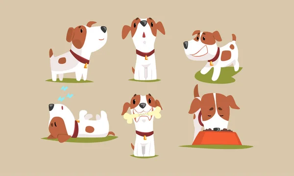 Lindo perro Beagle en la colección de varios Poses, Divertido personaje de dibujos animados de animales de pura raza Vector Ilustración — Archivo Imágenes Vectoriales