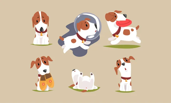 Cute Beagle Dog Cartoon Character Collection, Animal de estimação de raça pura engraçado em diferentes situações Vector Ilustração —  Vetores de Stock