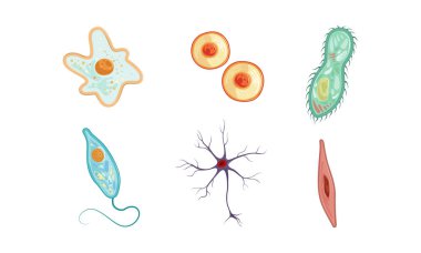 Farklı Hücre Tipleri Koleksiyonu, İnsan Anatomisi Bilgi Elementleri Vektör İllüstrasyonu