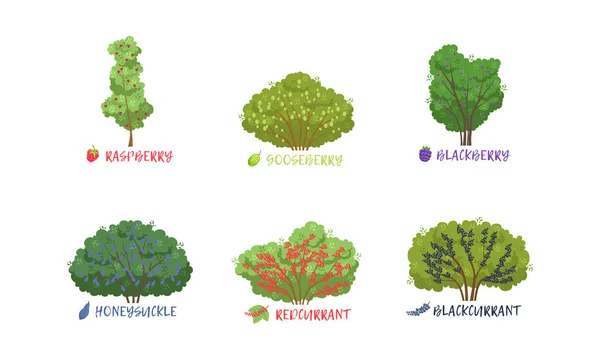 Různé Zahradní bobule Keře a ovocné stromy Řazení s názvem kolekce, Angrešt, Rybíz, Ostružina, Honeysuckle, Malina, Blackcurrant Vector Ilustration — Stockový vektor