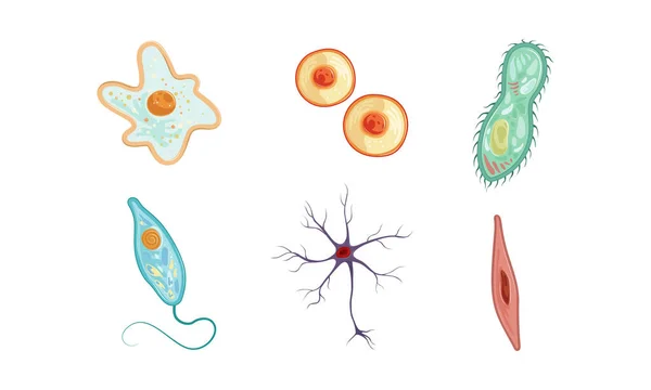 Différents types de cellules Collection, Anatomie humaine Infografic Elements Illustration vectorielle — Image vectorielle