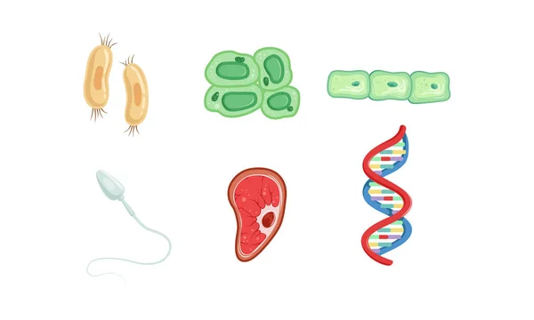 Diferentes tipos de células, colección de estructura de ADN, ilustración vectorial de elementos infográficos de anatomía humana — Vector de stock