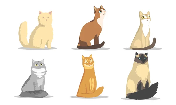 Sammlung verschiedener Katzenrassen, Schöne Pussycats Tiere in verschiedenen Farben Vektor Illustration auf weißem Hintergrund — Stockvektor