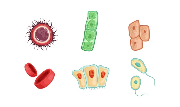 Verschillende soorten menselijke cellen verzameling Infografische elementen vectorillustratie — Stockvector