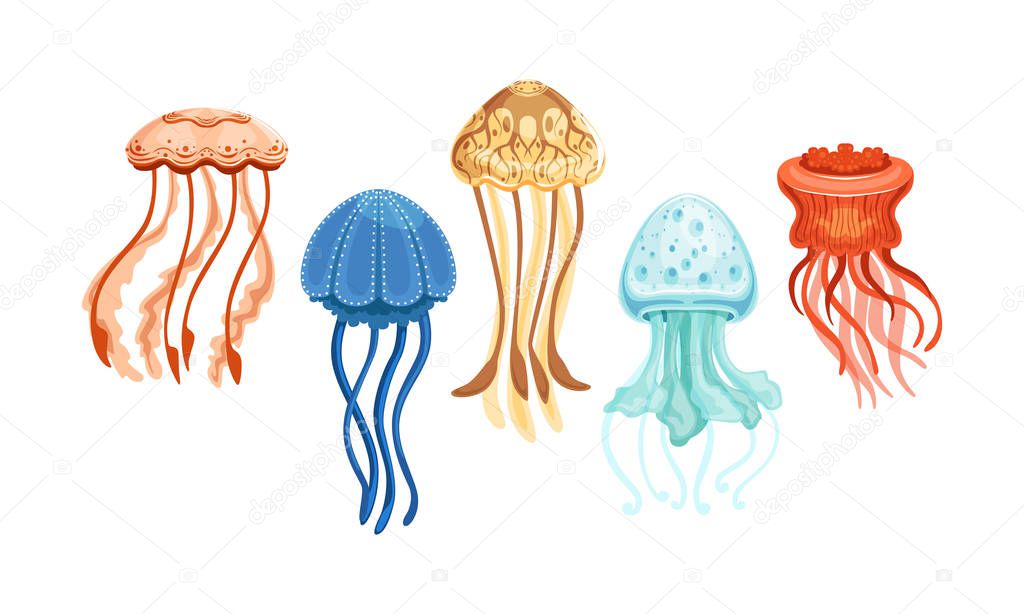 Jellyfish Collection, Beautiful Swimming Marine Creatures Set Vector Illustration