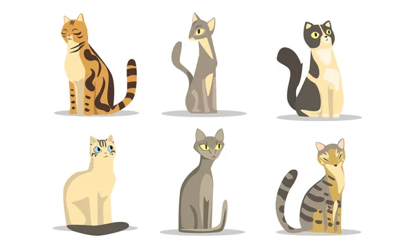 Coleção de diferentes raças de gatos, Bichano encantador de várias cores Vector Ilustração sobre fundo branco — Vetor de Stock