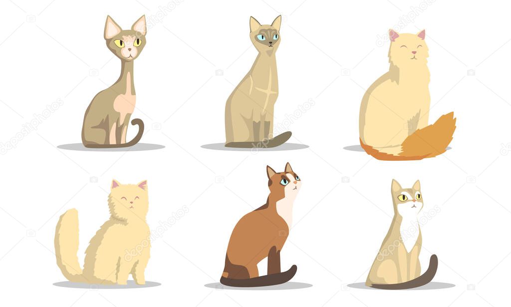 Collection of Different Cats Breeds, Lovely Pets Animals of Various Colors Vector Illustration on White Background
